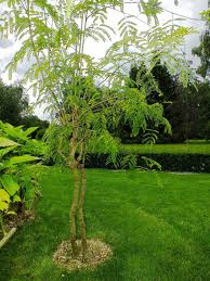 Image result for Albizia procera