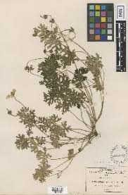 Image result for Geranium aculeolatum
