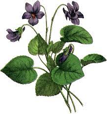 12 Purple Flower Images Beautiful Botanical Drawings Vintage Flowers Flower Illustration