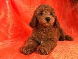 Those long, lush ears that practically demand to be touched—no wonder the cocker spaniel spent years as america's most popular breed. Cockapoo Puppies Breeders Near Me