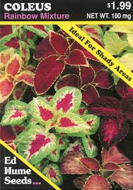 Image result for Coleus meyeri
