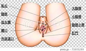 Usually, women can get rid of groin or lower stomach pain by using a warm compress to help get relief from pelvic discomfort. Female Genital Groin Area Structure Illustration Stock Illustration 71035293 Pixta