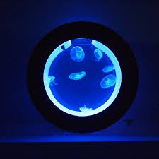 It is really impossible though to tell them apart without taking samples of their dna. Pet Jellyfish On Twitter The Cubic Orbit 20 Jellyfish Tank Looking Stunning With Blue Lights And Moon Jellyfish These Tanks Start From 279 Find Them On Our Website At Https T Co Qeldnnprdh Https T Co Q6ffddtv1s