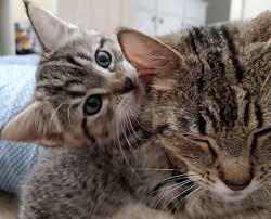 The mother cat is leaving kittens alone, what do i do? Family Comes To Adopt A Kitten But Can T Leave Her Cat Mom Behind Love Meow