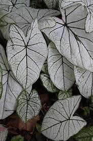 Caladiums need special care to thrive in the canadian climate but all the. Yard And Garden Add Colors Of Caladium To Shady Areas News