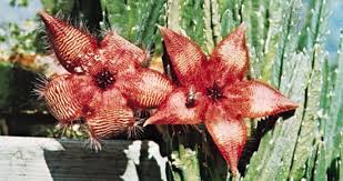 Image result for Apocynaceae subfamilies Asclepiadoideae and Secamonoideae