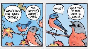 Annoyed Bird Know Your Meme
