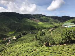 Antara tarikan terbaru di cameron highlands yang semakin dapat perhatian pengunjung. 12 Tempat Best Mesti Singgah Di Cameron Highlands Banyak Yang Percuma