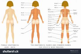 Human anatomy diagram organs back view. Pin On Human Figure Drawing Anatomy Reference