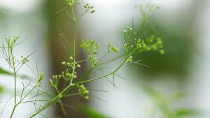 Image result for Apium leptophyllum