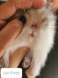 Help Sexing 9 Week Old Kittens Thecatsite