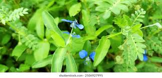 Image result for Commelina latifolia