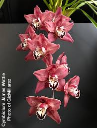 Image result for Cycnium jamesii