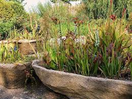 Spiranthes And Sarracenia Plants Unusual Plants Bog Garden