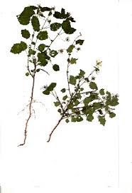 Image result for Pavonia leptocalyx