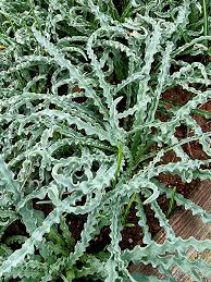 Image result for Drimia