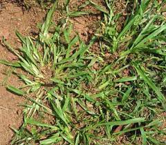 Applications of msma, tfh, and tid resulted in the highest common carpetgrass control in the greenhouse 8 wait: Carpetgrass In Centipede Lawn Walter Reeves The Georgia Gardener