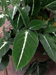Syngonium Wendlandii Rare Plants Growing Plants Water Plants