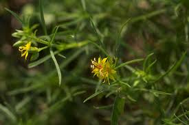 Image result for Vahlia