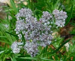 Image result for Vernonia adoensis