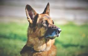 It does not include after hours fees, cremation services or aftercare. Mobile Euthanasia Veterinarian Redlands Ca 92373 Serene Passages