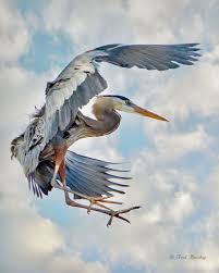 Great Blue Heron Airborne And Coming In For A Landing Ted Busby Blue Heron Heron Photography Beautiful Birds