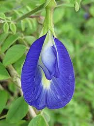Image result for Clitoria ternatea