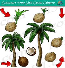 Coconut tree with fruits clipart. Coconut Tree Life Cycle Clipart Set Download Clipart 4 School
