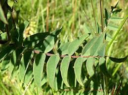 Image result for Astragalus atropilosulus
