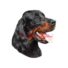 Image result for skotský setr gordonsetr