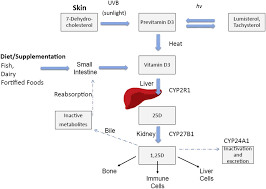 View the top 3 vitamin d supplements of 2021. Vitamin D Testing And Treatment A Narrative Review Of Current Evidence In Endocrine Connections Volume 8 Issue 2 2019