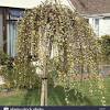 Bees and bumblebees love the catkins of. 1