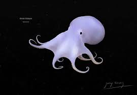 This Ghostly Octopus Was Recently Discovered By Vecchione And Does Not Have A Scientific Name Yet It Was Found Deep Sea Creatures Sea Creatures Ocean Animals