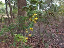 Image result for Eulophia streptopetala