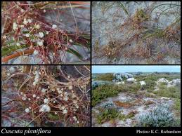 Image result for Cuscuta planiflora