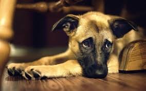 Un studiu australian spune că un câine a devenit cel mai bun prieten al omului datorită hormonului oxitocină, cunoscut drept hormonul fericirii și al iubirii. 26 August Ziua InternaÅ£ionalÄƒ A Cainelui Cel Mai Bun Prieten NecuvantÄƒtor Ziarul Unirea