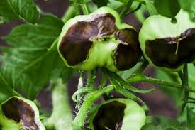 We did not find results for: Top 3 Common Tomato Plant Problems