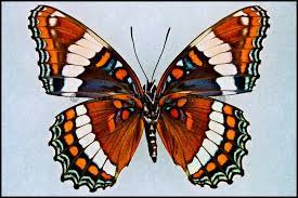 Limenitis Arthemis Arthemis White Admiral Female Verso Brown Butterflies Red Butterfly Butterfly Painting