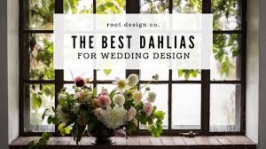 We did not find results for: The Best Dahlias For Wedding Design Root Design Company