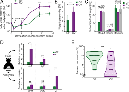 Bee flies' habit of hovering also makes them look beelike. Honeybee Gut Microbiota Promotes Host Weight Gain Via Bacterial Metabolism And Hormonal Signaling Pnas