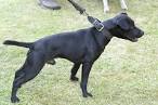 Patterdale Terrier (Fell Terrier) Puppies for Sale from ...