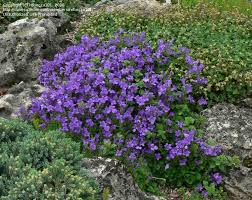 Ground Cover Dalmation Bellflower Wall Bellflower Adria Bellflower Campanula Portenschlagiana Renees Garden Bellflower Campanula Portenschlagiana