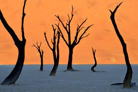 Its preferred habitat is the deep dry sandy soils in parts of south africa, botswana, the western areas of zimbabwe and namibia. Pin On Images I Like