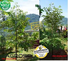 Hulu langat is the fifth largest district in selangor state with an area of 840 square kilometres and a population of 1,141,880 at the 2010 census (provisional result). Experimental Farming Durian Trees Challenge Rhizoctonia Solani Organic Treatment