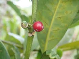 Image result for Craterispermum