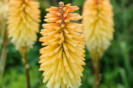 Image result for Kniphofia princeae