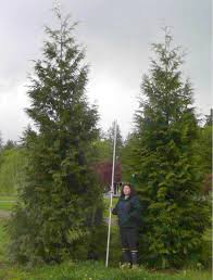 How Fast Will My Thuja Green Giant Grow Thuja Green Giant