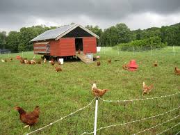 Exista anumite boli si afectiuni care determina hiperhidroza secundara, care variaza de la benigne pana la mai grave. Simptomele Prevenirea È™i Tratamentul Bolilor Bacteriene La PÄƒsÄƒri De RasÄƒ I Lumea Satului