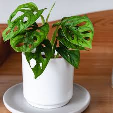 You can make monstera grow faster by repotting them roots protruding from the drainage holes is sometimes a sign, although if you bottom water you can find that some plants grow roots straight down to get to the water. Swiss Cheese Plant Indoor Care And Growing Guide