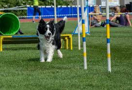 Good quality materials fitting instructions need improving. How To Make A Dog Agility Course Out Of Household Items 7 Different Stations Patchpuppy Com